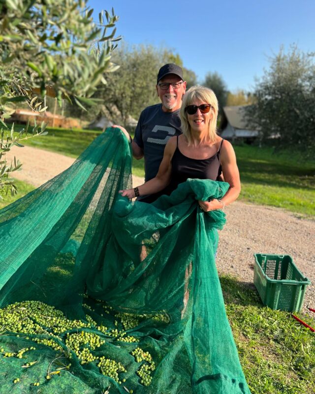 And we are off to a roaring start as the 2024 olive harvest gets underway; this year’s bumper crop looks to be characterised by a touch of the eau de dog about it. We seem to have had as many canine helpers as humans, some rolling among the olives more than others. This season’s new apprentices include Amanda and Tony who helped harvest our biggest haul yet from one tree… 4 crates or around 80 kilos. And a charming British lady from central London found herself teaching the ropes of an Umbrian olive harvest to a nice young man from Equador! Numbers so far: 14 of 80 trees; 750 kg of olives; 90 liters of oil; 12% yield 🤩 May the force be with us and all those harvesting during this beautiful sunny autumn.