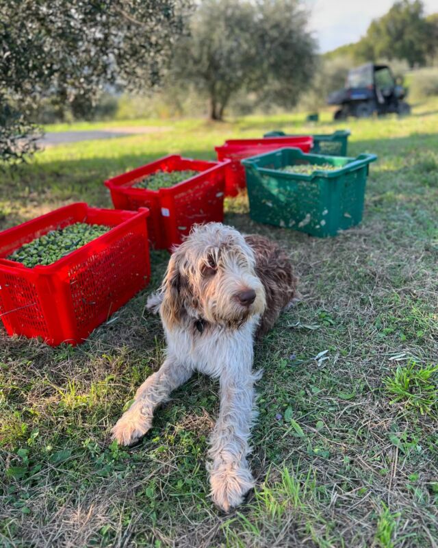 And we are off to a roaring start as the 2024 olive harvest gets underway; this year’s bumper crop looks to be characterised by a touch of the eau de dog about it. We seem to have had as many canine helpers as humans, some rolling among the olives more than others. This season’s new apprentices include Amanda and Tony who helped harvest our biggest haul yet from one tree… 4 crates or around 80 kilos. And a charming British lady from central London found herself teaching the ropes of an Umbrian olive harvest to a nice young man from Equador! Numbers so far: 14 of 80 trees; 750 kg of olives; 90 liters of oil; 12% yield 🤩 May the force be with us and all those harvesting during this beautiful sunny autumn.