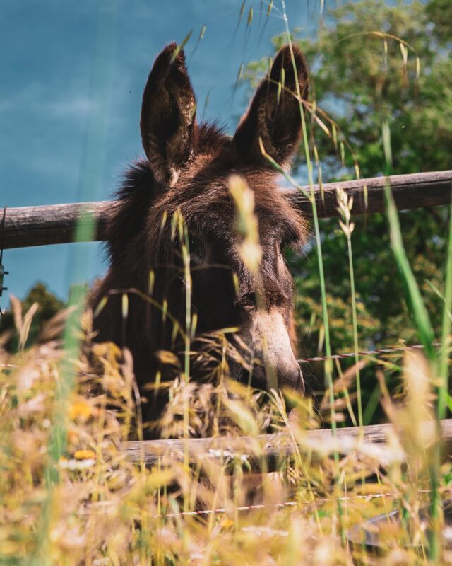 Otto in Spring; now that’s one dreamy donkey.
