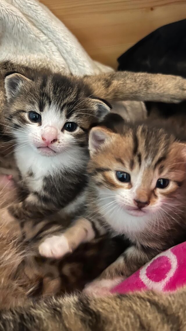 😻 Vi presentiamo i nostri quattro nuovi gattini nati il ​​3 aprile! stiamo cercando casa amorevole in cui andare quando saranno pronti a partire dalla loro mamma, tra 4-5 settimane. Nati in un cassetto sotto il letto, hanno già cambiato casa 4 volte e ora sono al quinto cassetto! Venite a conoscerli e a scoprire se vi piacerebbe dare casa a uno o due gattini perfetti 💞 mandami un messaggio diretto se desideri conoscerli ed addotarli. Ti aspettano per un abbraccio 🥰
Introducing our four new kittens who were born on 3rd April! we are looking to find them loving homes to go to when they are ready to leave their mum in another 4-5 weeks. Born in a drawer under the bed, they have already moved house 4 times and are now in their fifth drawer! Come and meet them and see if you would like to take home one or a pair of perfect kittens 💞 DM to arrange a cuddle! 🥰