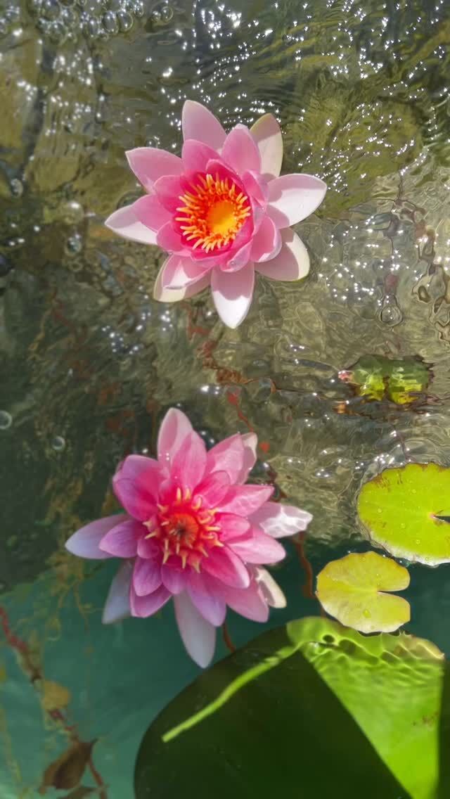 “The most certain sign of wisdom is cheerfulness.” 

Here the first water lilies of the season bobbling about in the biolake. 

A revelation by writer and philosopher Michel de Montaigne in his ‘Essays’ from 1580. 

Brought to my attention in @jamesclearatomichabits inspiring and encouraging weekly newsletter, a key source of wisdom and guidance for me in a very noisy world. 

#atomichabits #peacefull #peacefullife